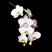 Bloemen Orchidee 2859